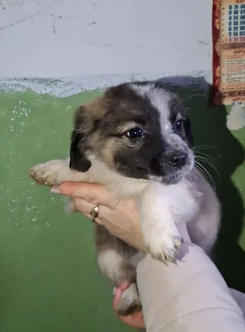 Щенок девочка-подкидыш ищет семью - Птица в Краснодар