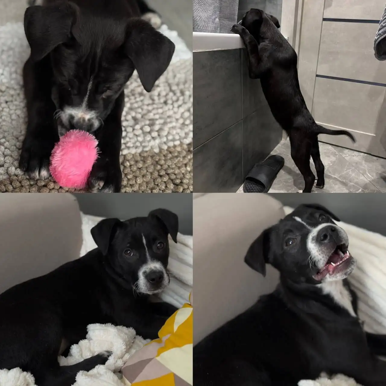 Щенок помесь со стафом ищет дом в Краснодаре - Собаки (Животные) в Краснодар