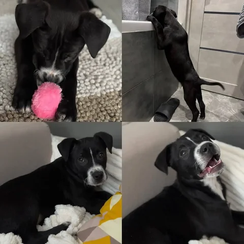 Щенок помесь со стафом ищет дом в Краснодаре - Потерянные/найденные животные в Краснодар