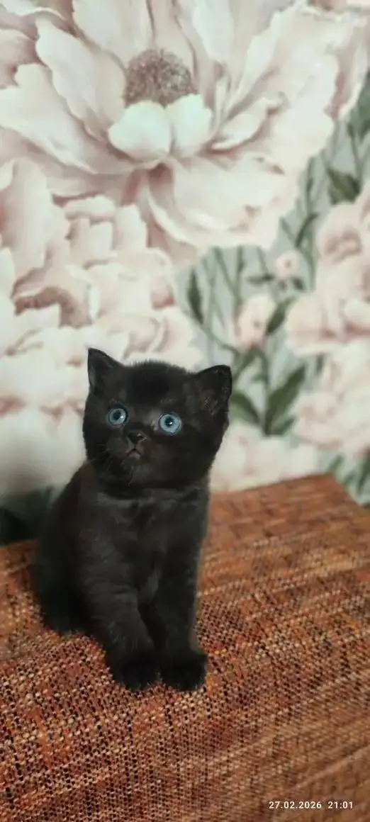 Продаётся котёнок британец - Кошки (Животные) в Краснодар