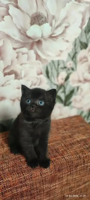 Продаётся котёнок британец - частное объявление в Краснодар
