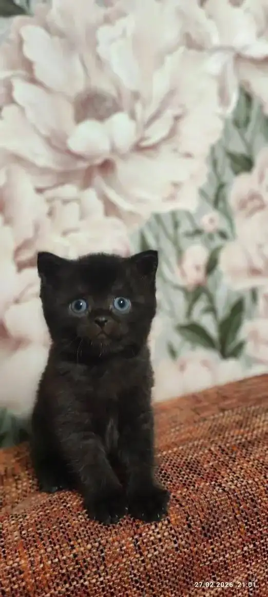 Продаётся котёнок британец - Кошки (Животные) в Краснодар