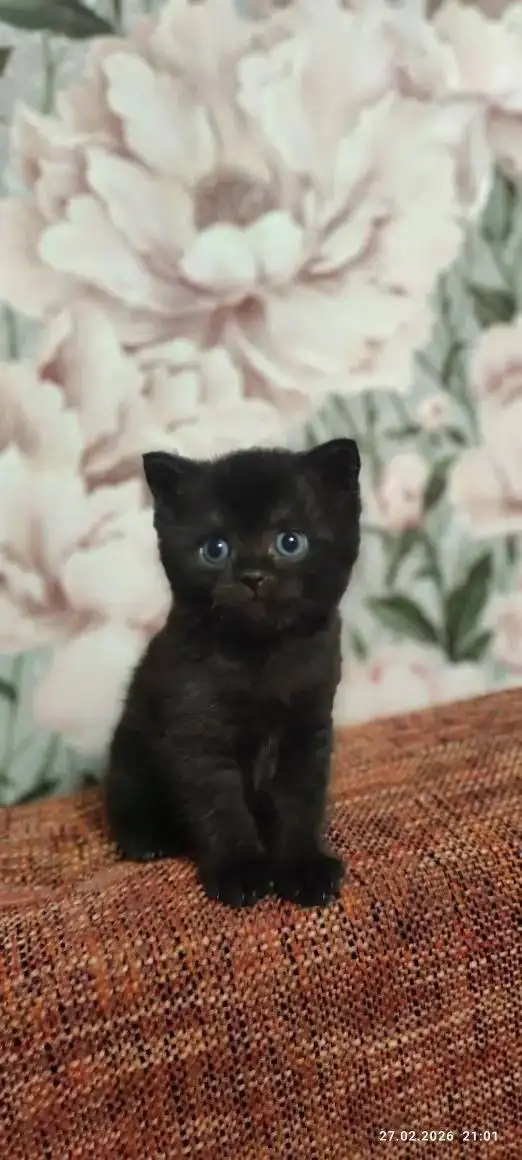 Продаётся котёнок британец - Кошки (Животные) в Краснодар