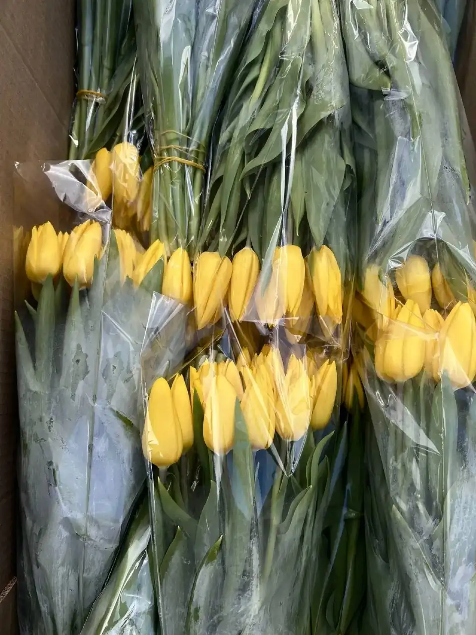 Продажа тюльпанов и мимозы в Краснодаре - Цветы и растения (Хобби и отдых) в Краснодар