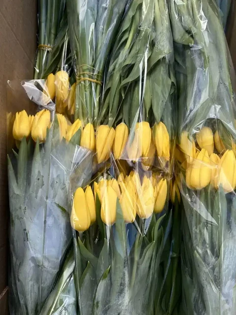 Продажа тюльпанов и мимозы в Краснодаре - Скворечники и кормушки в Краснодар