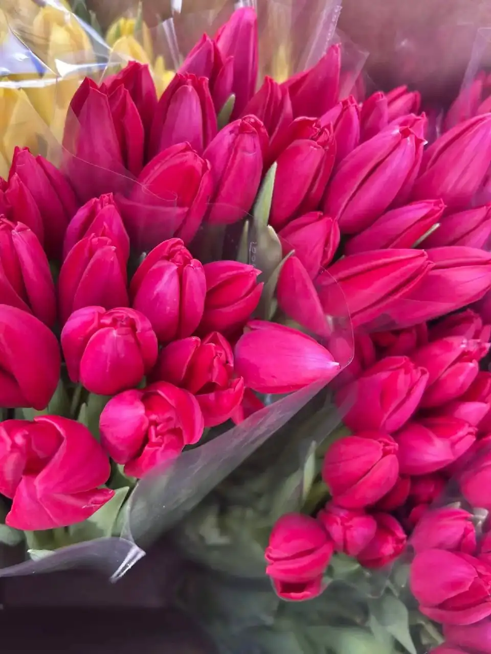 Продажа тюльпанов и мимозы в Краснодаре - Цветы и растения (Хобби и отдых) в Краснодар