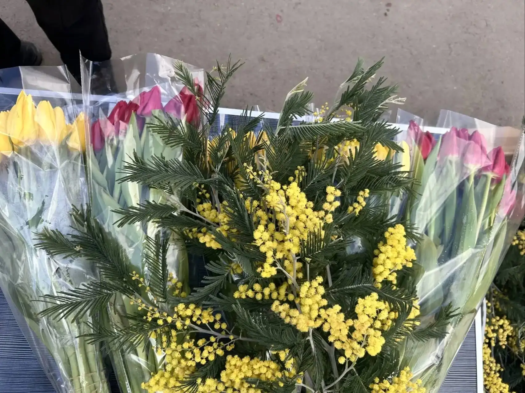 Продажа тюльпанов и мимозы в Краснодаре - Цветы и растения (Хобби и отдых) в Краснодар