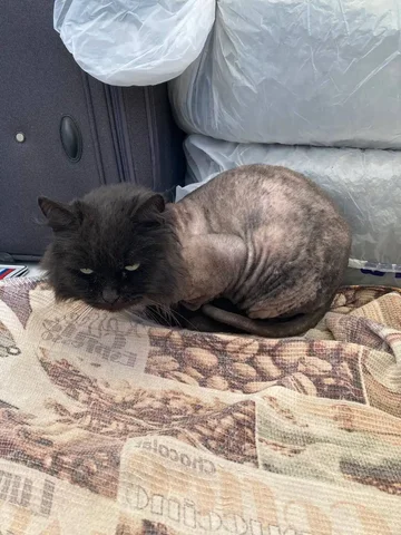 Кот в Краснодаре - частное объявление в Краснодар