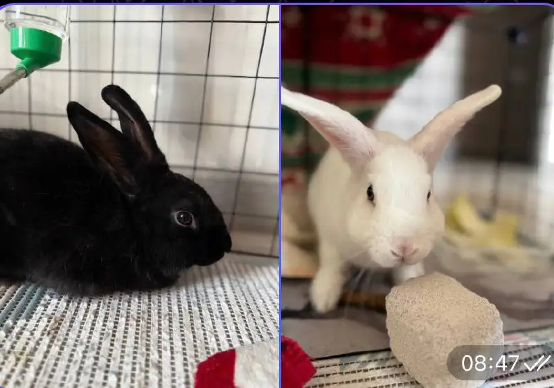 Продажа двух кроликов - Кролики (Животные) в Краснодар