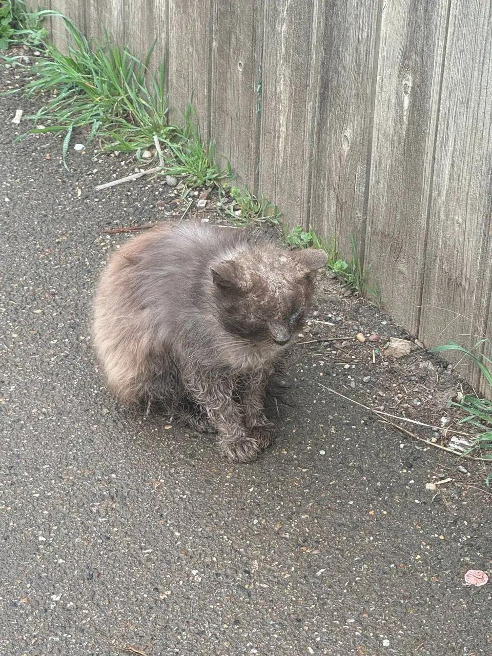 Больная слепая кошечка на улице в Краснодаре - Кошки (Животные) в Краснодар
