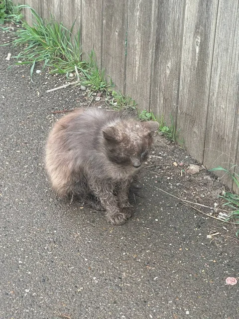 Больная слепая кошечка на улице в Краснодаре - Кролики в Краснодар