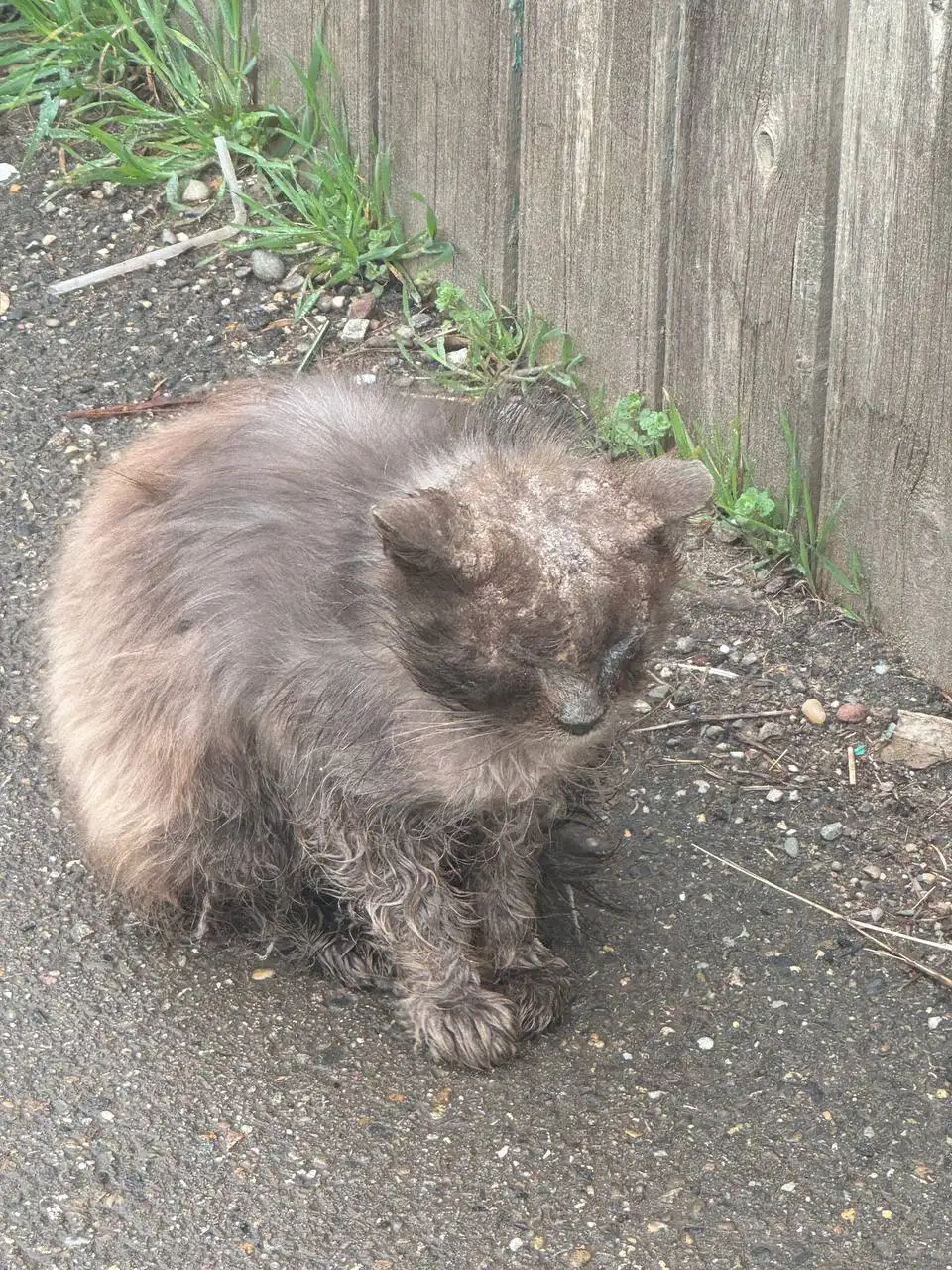 Больная слепая кошечка на улице в Краснодаре - Кошки (Животные) в Краснодар