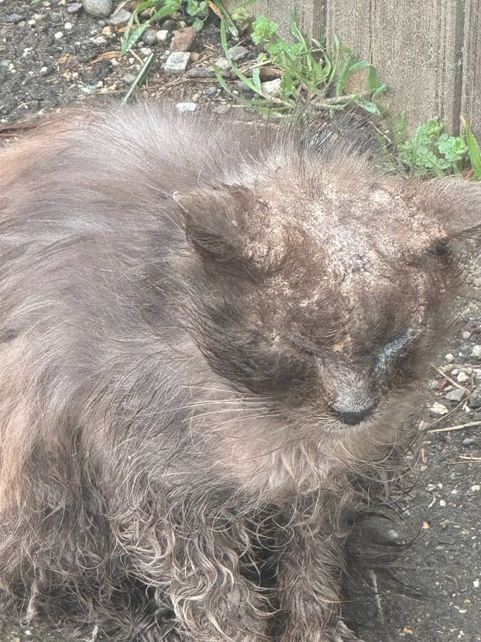 Больная слепая кошечка на улице в Краснодаре - Кошки (Животные) в Краснодар