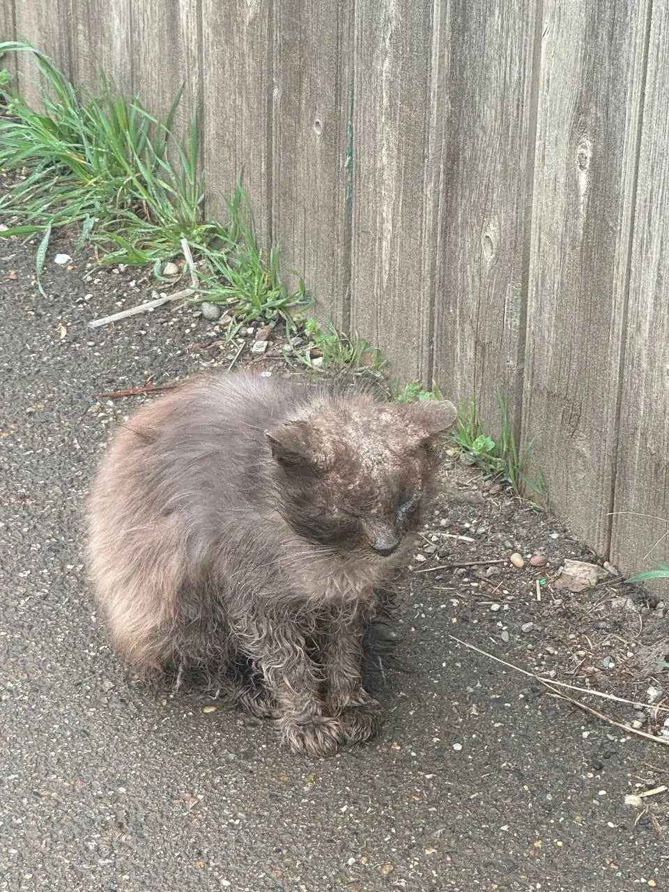 Больная слепая кошечка на улице в Краснодаре - Кошки (Животные) в Краснодар