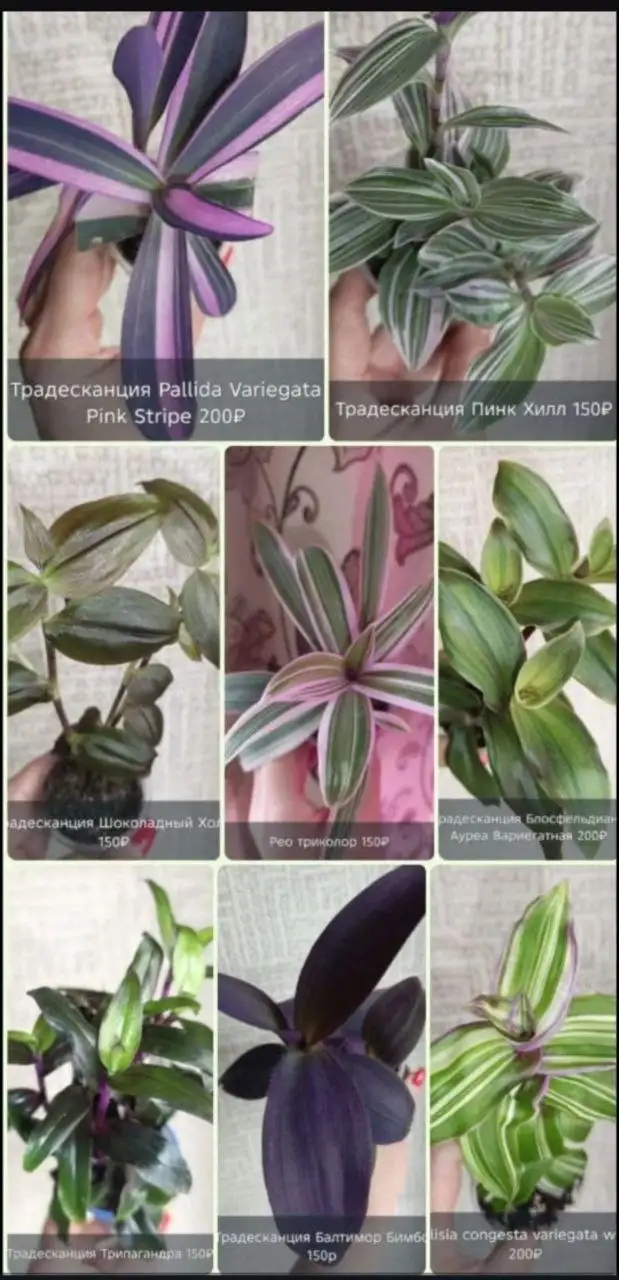 Продажа коллекции камелиновых Традесканций - Растения (Хобби и отдых) в Краснодар