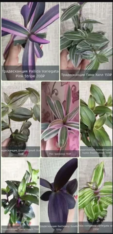 Продажа коллекции камелиновых Традесканций - Татуировки в Краснодар