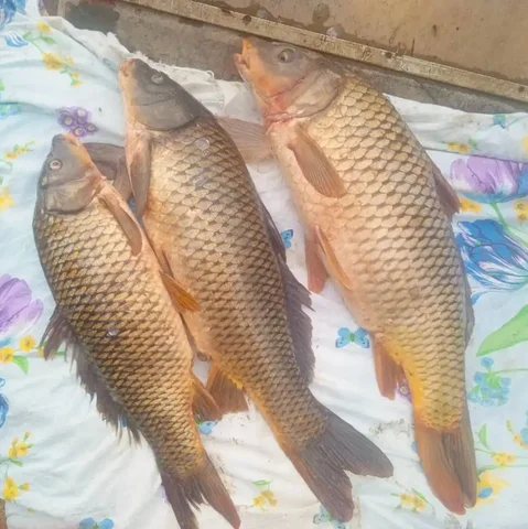 Живой Сазан (карп) в Майкопе - Рыбы в Майкоп