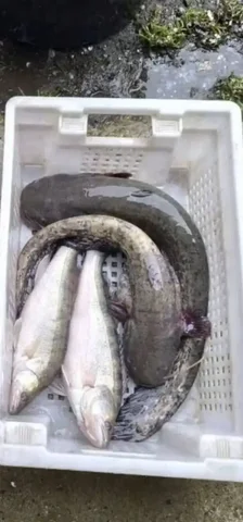 Продажа сома свежего в Майкопе - частное объявление в Майкоп