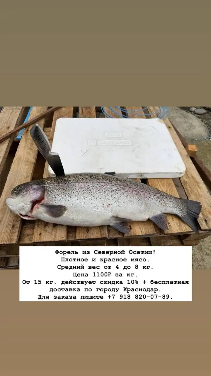 Свежая охлажденная форель из Северной Осетии - Продукты питания (Барахолка) в Краснодар