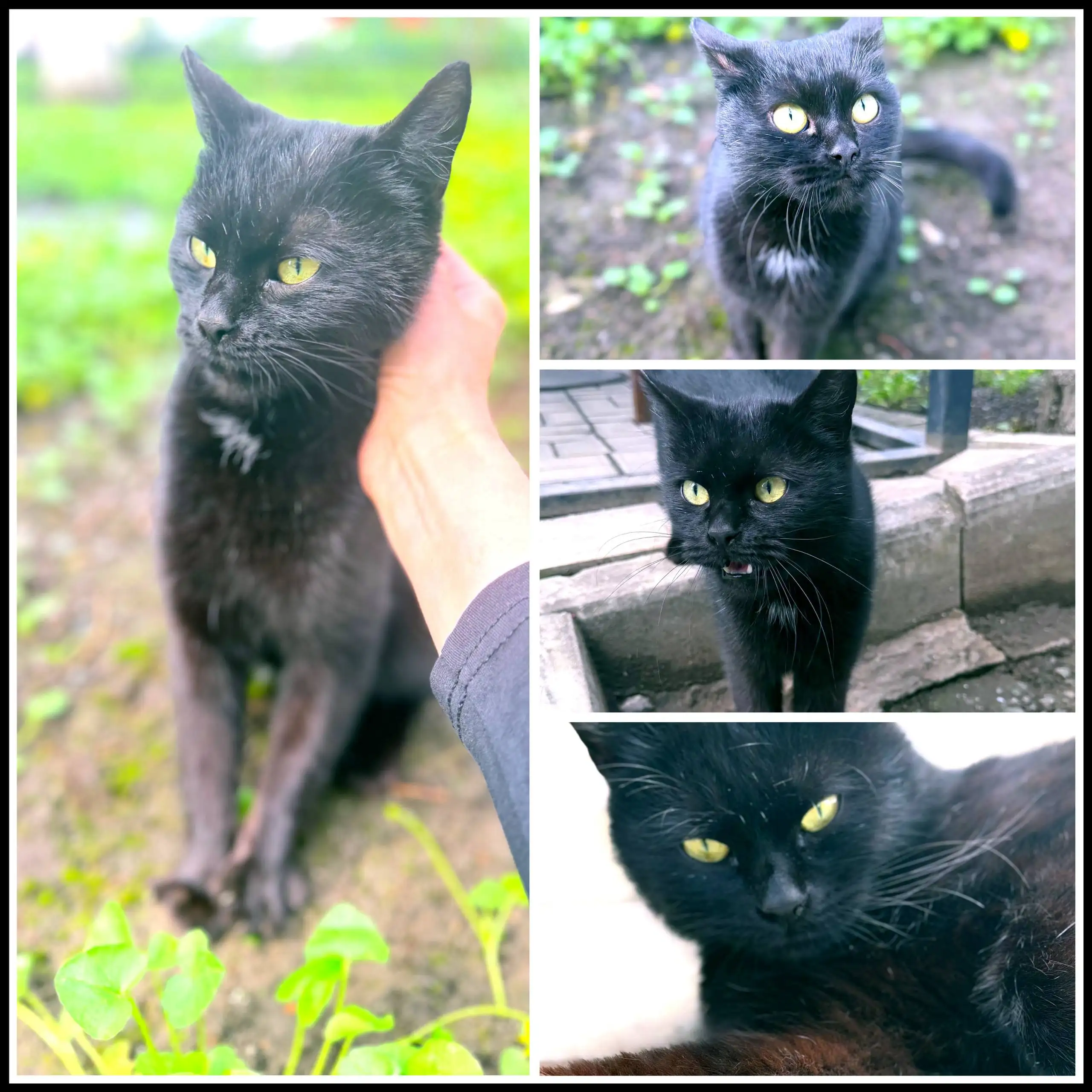 Черная молодая кошечка ищет дом - Кошки (Животные) в Краснодар