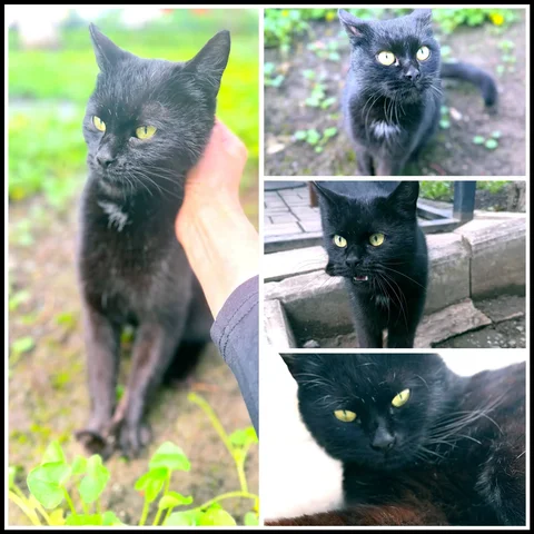 Черная молодая кошечка ищет дом - Птица в Краснодар