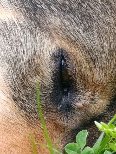 Сбор средств на защитные средства от клещей для уличных собак в Краснодаре - Скот в Краснодар