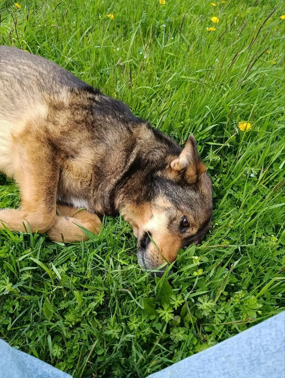 Сбор средств на защитные средства от клещей для уличных собак в Краснодаре - Ветеринарные услуги (Животные) в Краснодар