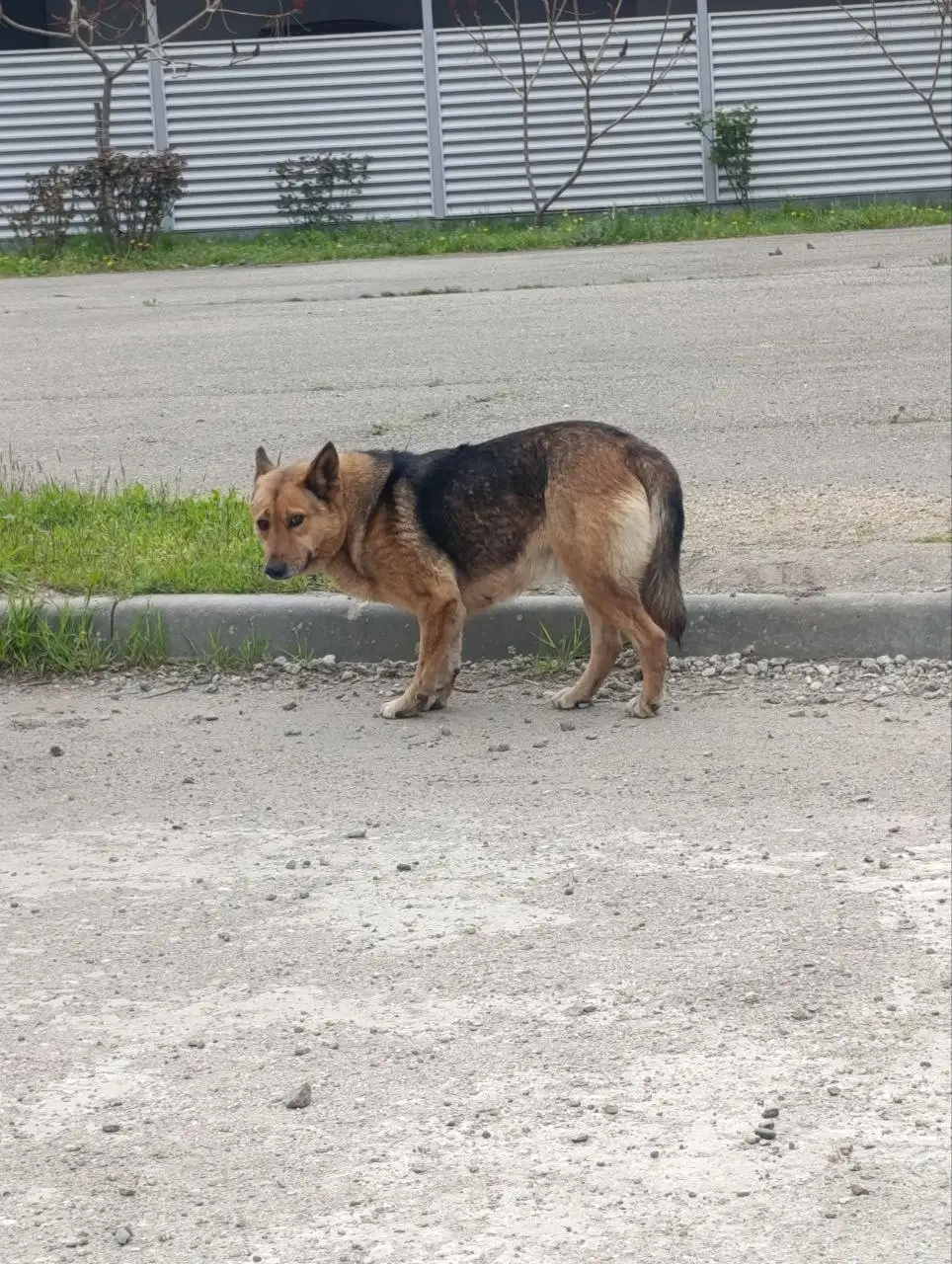 Сбор средств на защитные средства от клещей для уличных собак в Краснодаре - Ветеринарные услуги (Животные) в Краснодар