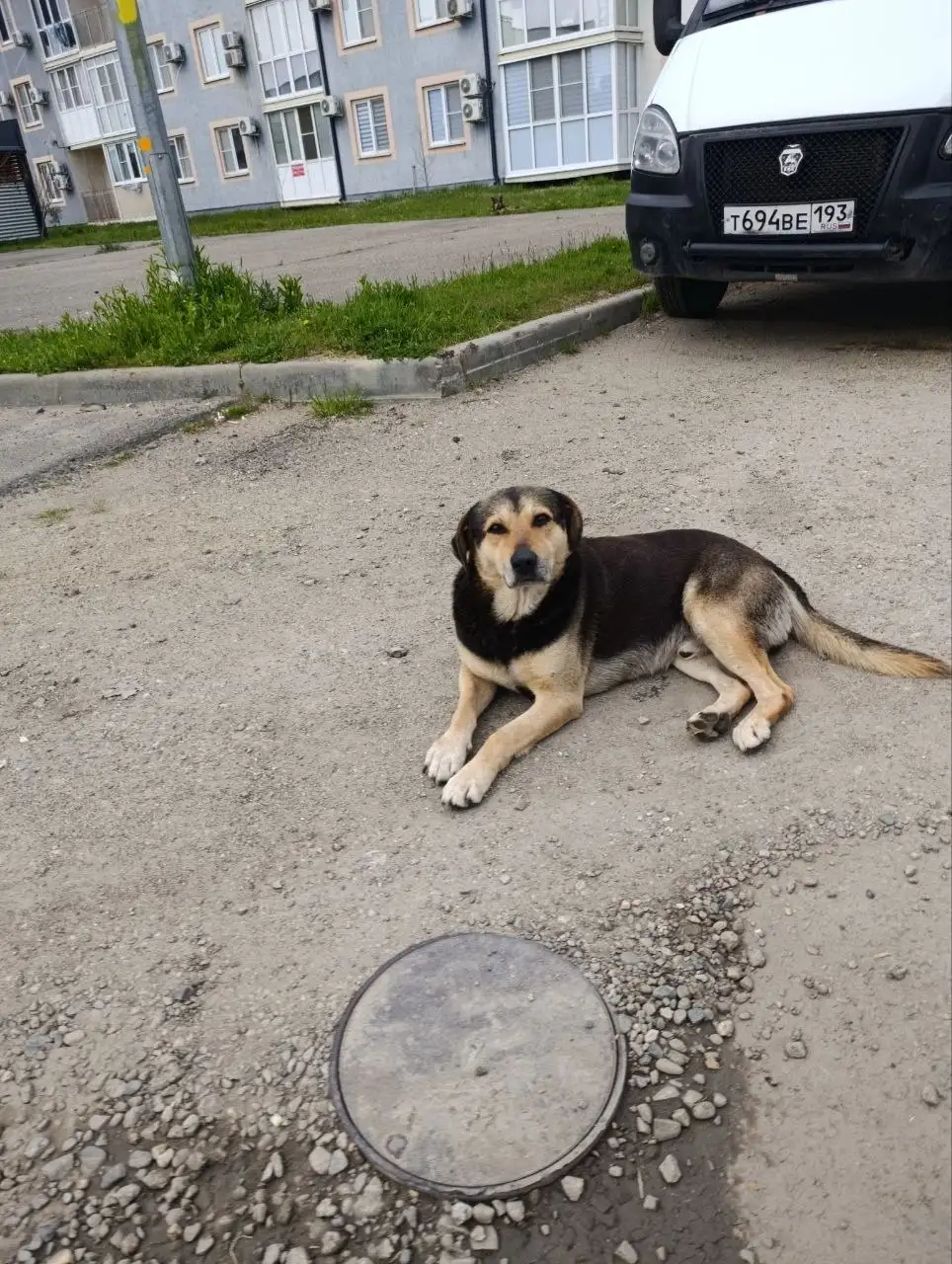 Сбор средств на защитные средства от клещей для уличных собак в Краснодаре - Ветеринарные услуги (Животные) в Краснодар