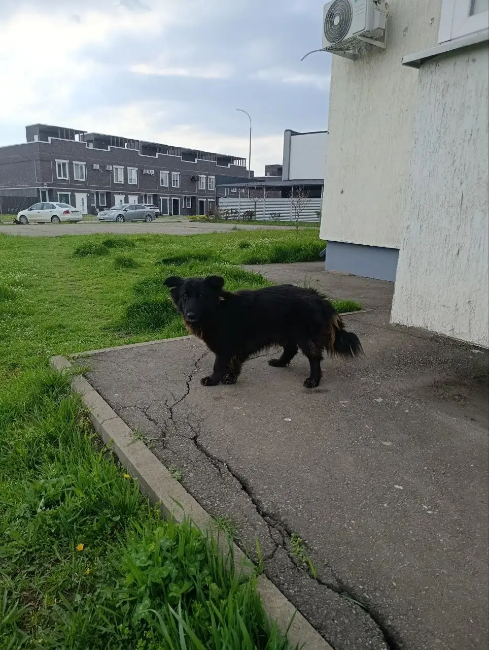 Сбор средств на защитные средства от клещей для уличных собак в Краснодаре - Ветеринарные услуги (Животные) в Краснодар