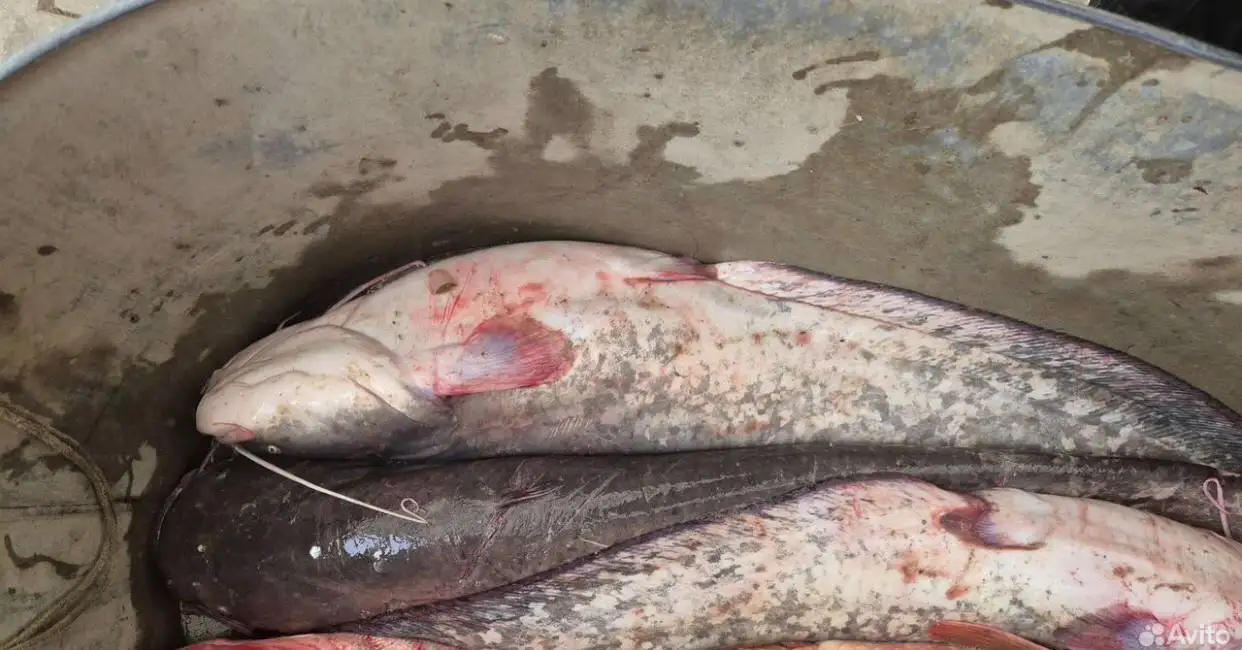 Сом живой 1,5-3 кг - Животные в Майкоп