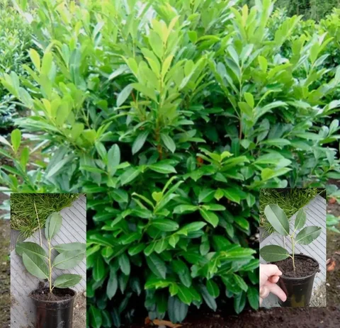 Продажа саженцев лавровишни - частное объявление в Ст. Елизаветинская