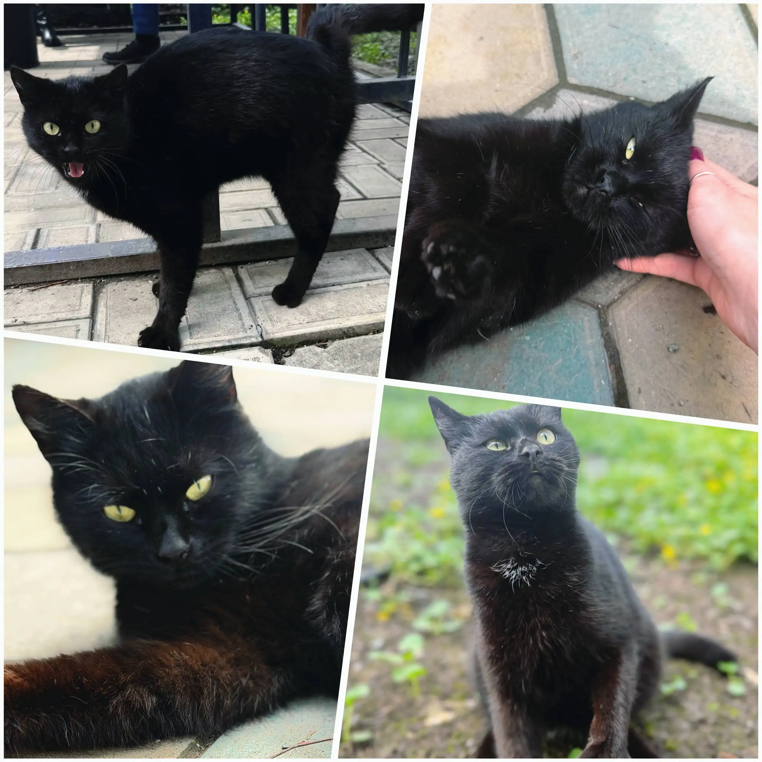 Кошечка Катя ищет дом в Краснодаре - Кошки (Животные) в Краснодар