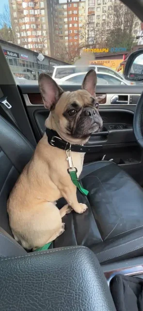 Отдам собаку французский бульдог - Потерянные животные в Краснодар