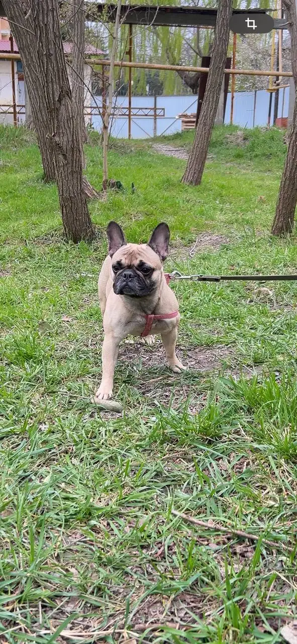 Отдам собаку французский бульдог - Собаки (Животные) в Краснодар