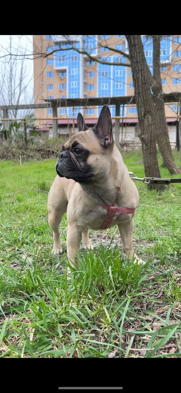 Отдам собаку французский бульдог - Собаки (Животные) в Краснодар