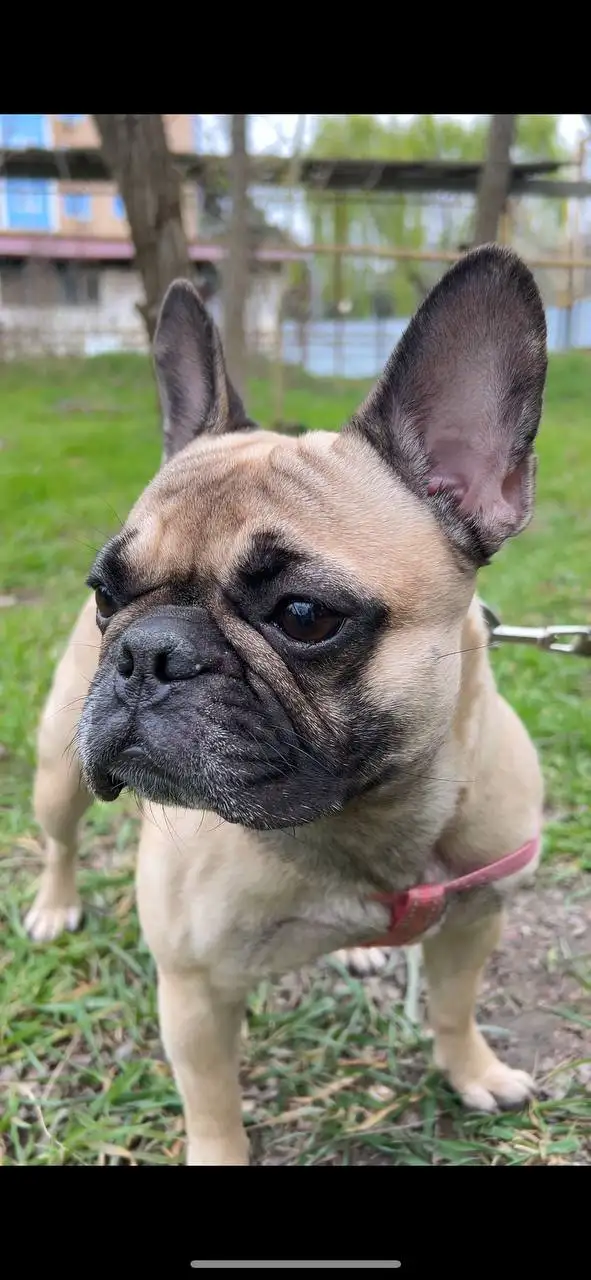 Отдам собаку французский бульдог - Собаки (Животные) в Краснодар