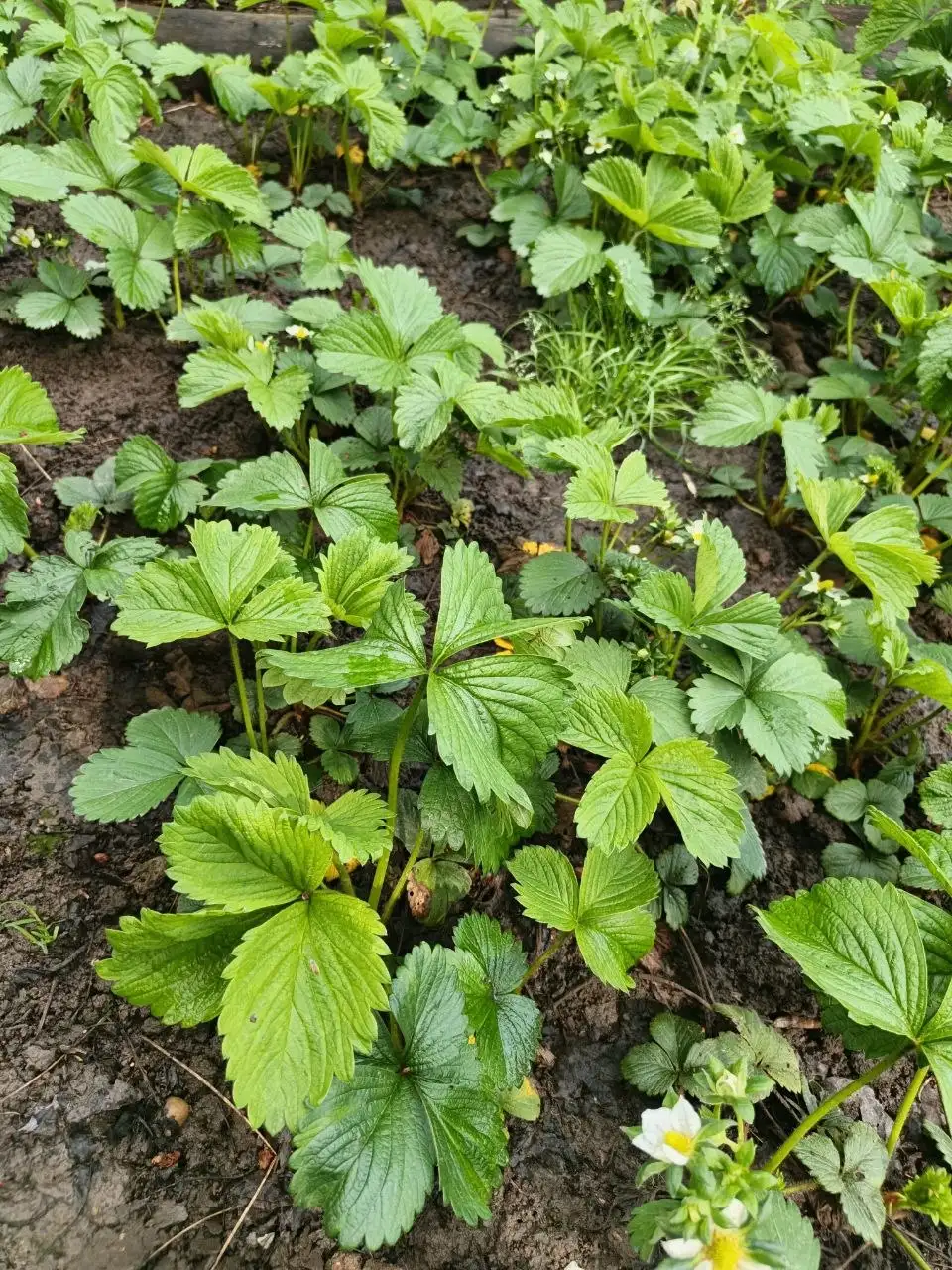 Рассада клубники сорта Сирия - Растения (Хобби и отдых) в Краснодар