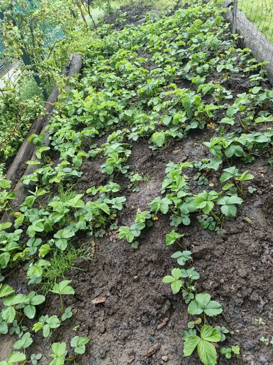 Рассада клубники сорта Сирия - Растения (Хобби и отдых) в Краснодар