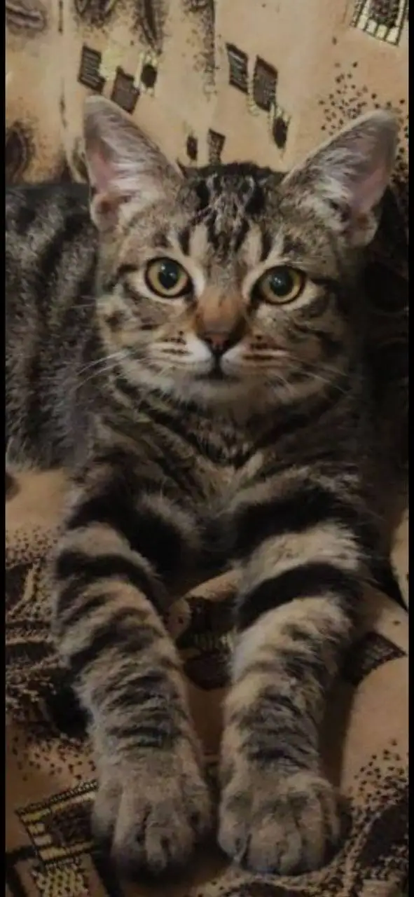 Ищет дом кошечка Бусинка - Кошки (Животные) в Краснодар