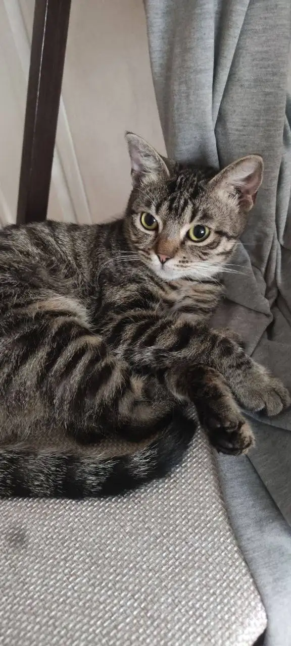 Ищет дом кошечка Бусинка - Кошки (Животные) в Краснодар