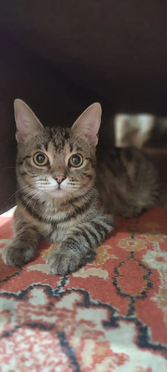 Ищет дом кошечка Бусинка - Кошки (Животные) в Краснодар