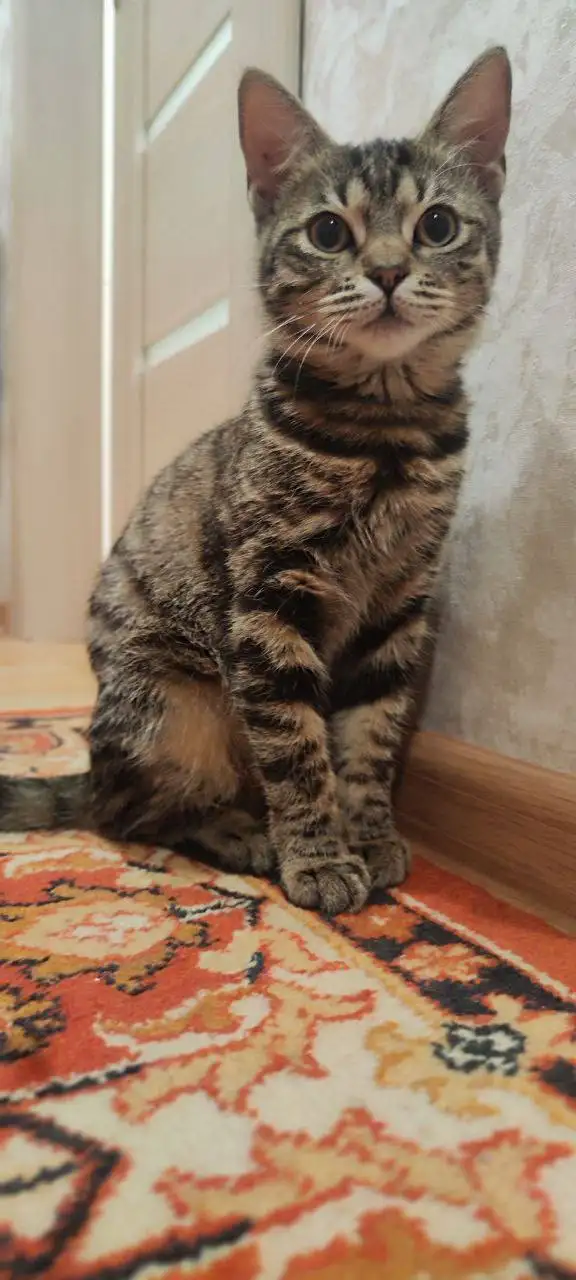 Ищет дом кошечка Бусинка - Кошки (Животные) в Краснодар