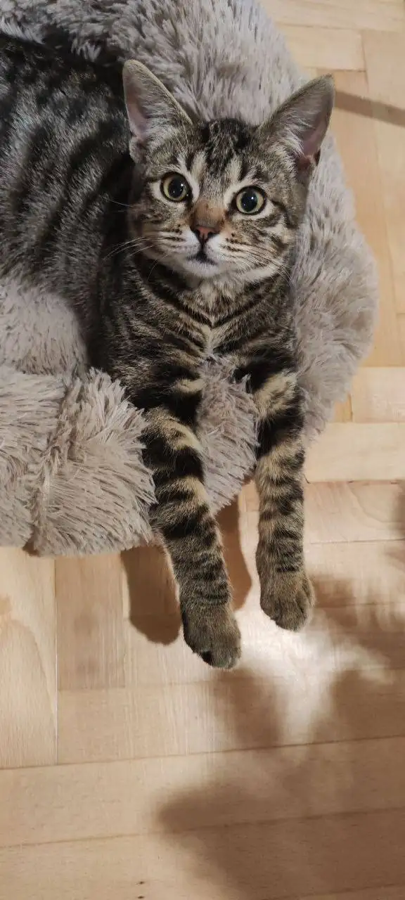 Ищет дом кошечка Бусинка - Кошки (Животные) в Краснодар