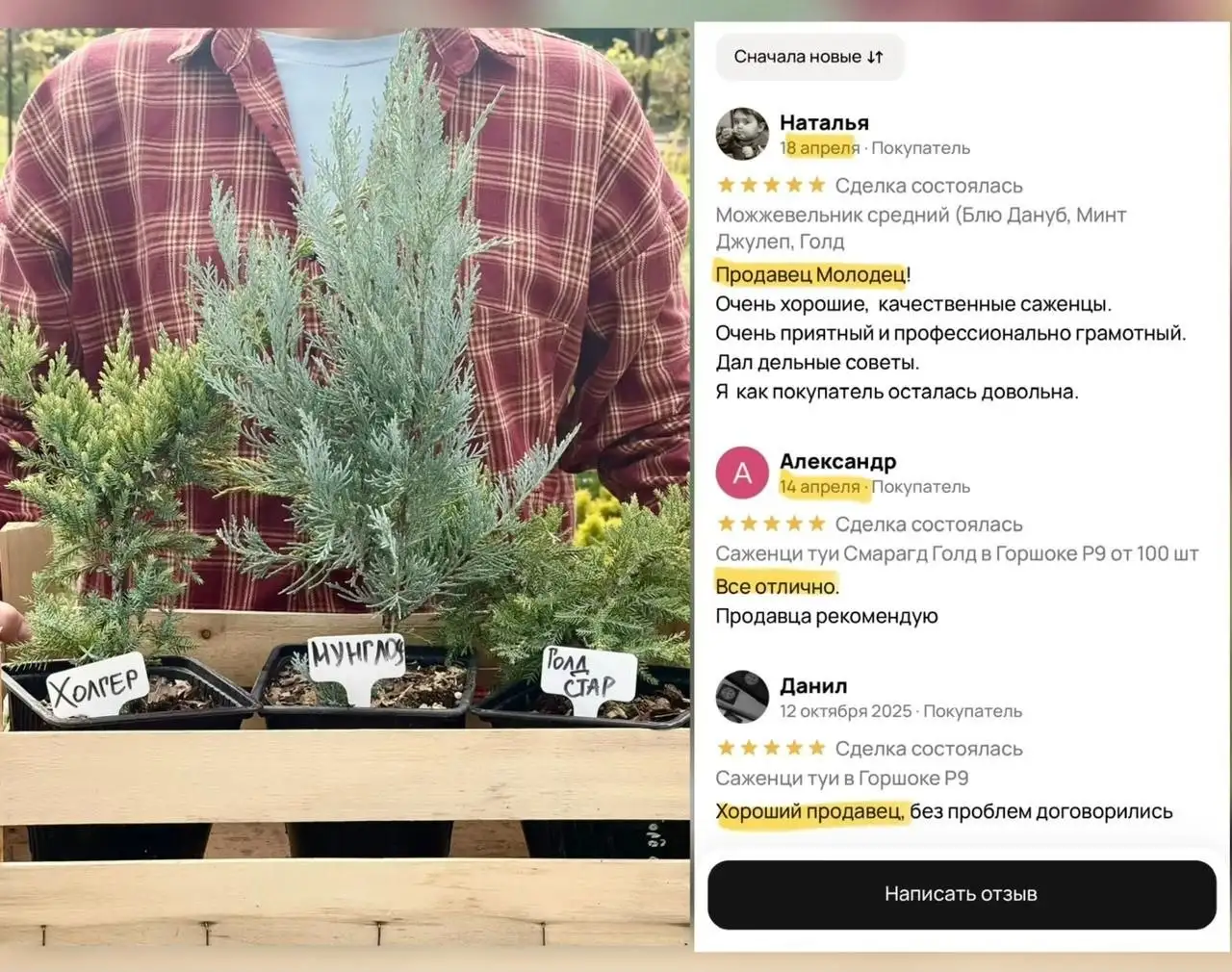 Саженцы туи и можжевельника из питомника - частное объявление в Новотитаровская