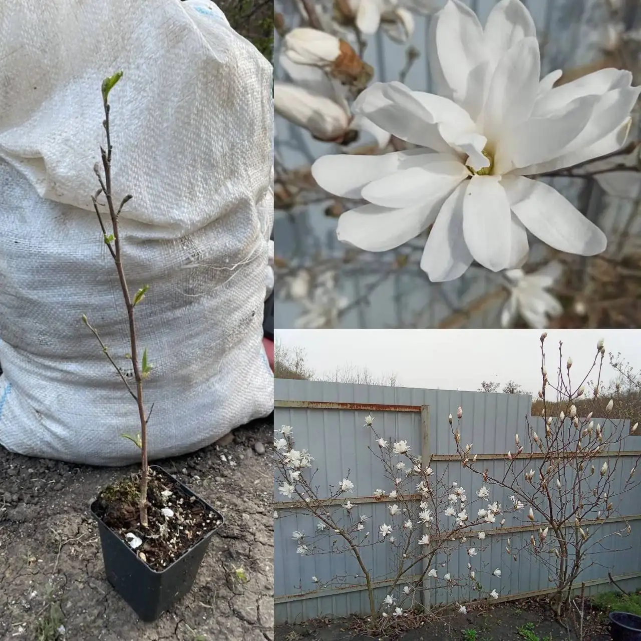 Саженцы белой магнолии Стеллата - Для дома и дачи в Краснодар