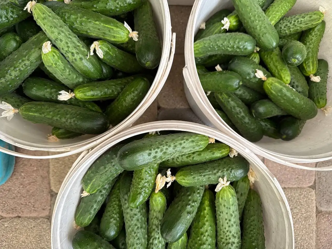 Огурцы свежие - Продукты в Краснодар