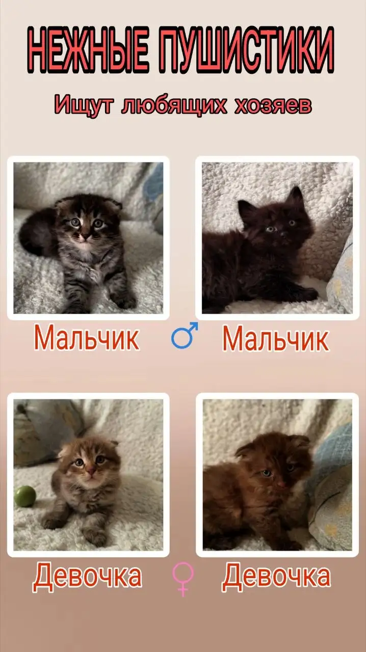 Котята от опытной кошки - Кошки (Животные) в Краснодар