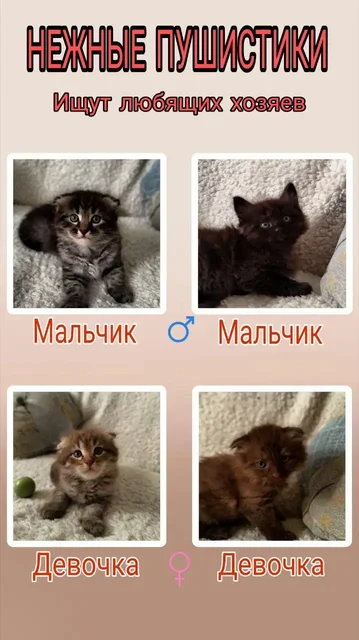 Котята от опытной кошки - Грызуны в Краснодар