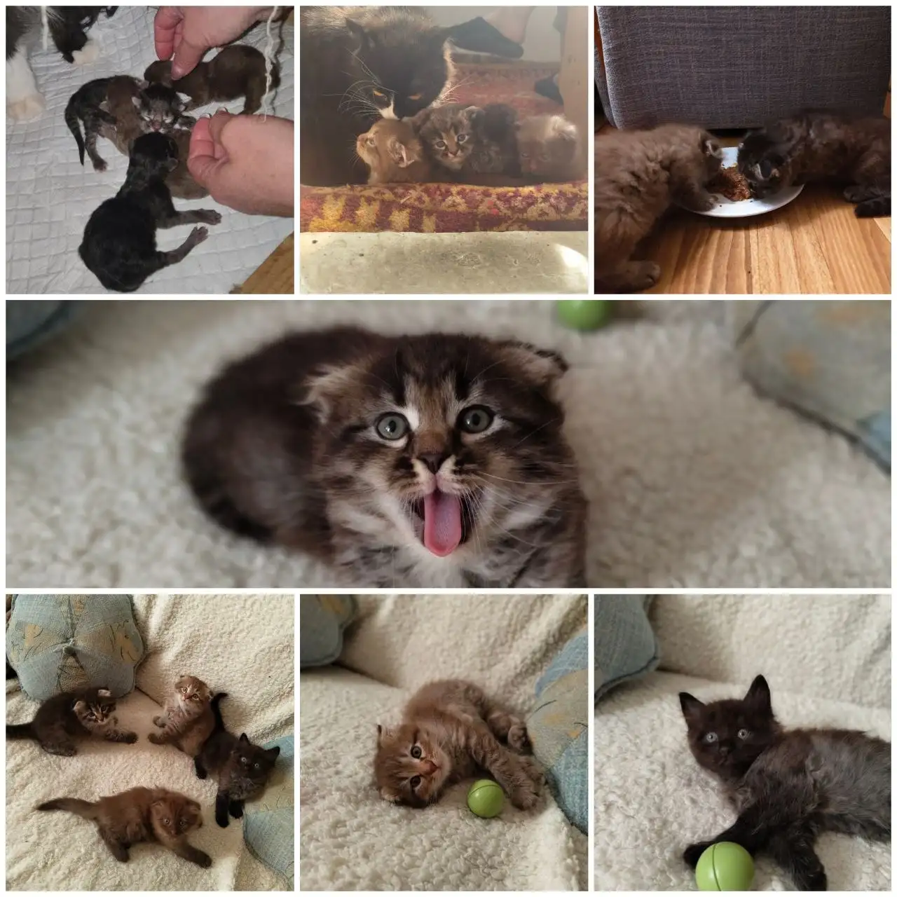 Котята от опытной кошки - Кошки (Животные) в Краснодар